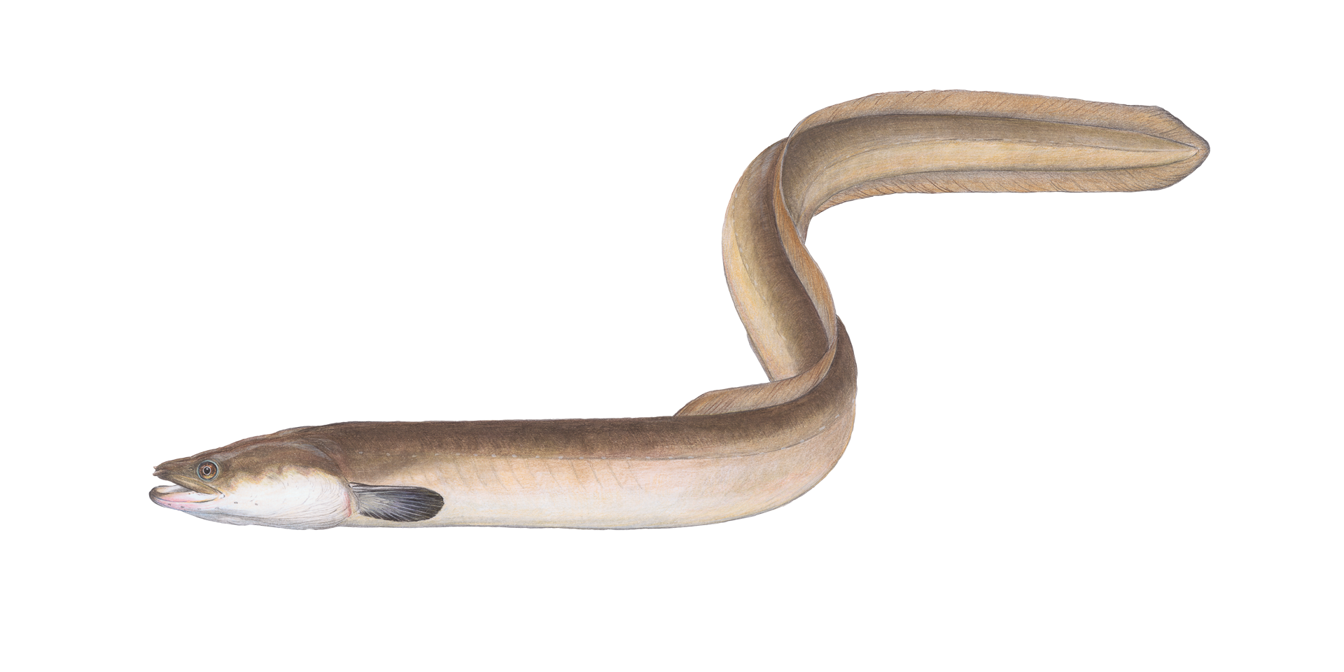 Der Europ&auml;ische Aal ist &bdquo;Fisch des Jahres 2025&ldquo;