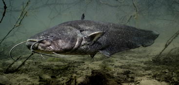 Fisch des Jahres 2026