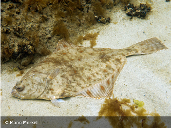 Die Flunder wird Fisch des Jahres 2017