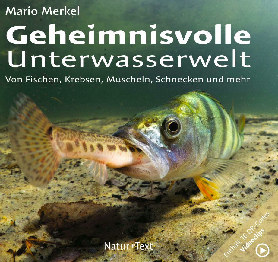 geheimnisvolle Unterwasserwelt