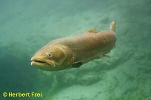 <strong>Huchen</strong> (Hucho hucho)