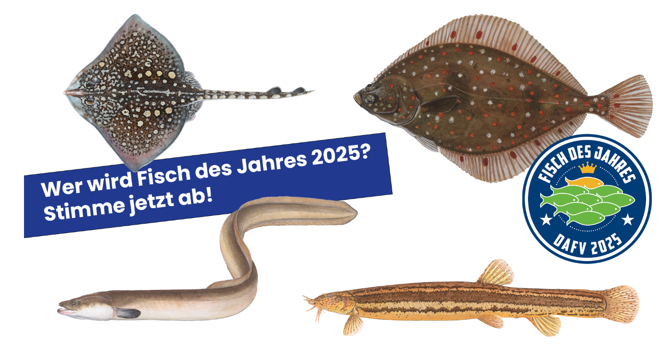 Onlineabstimmung &#8220;Fisch des Jahres 2025&#8221;