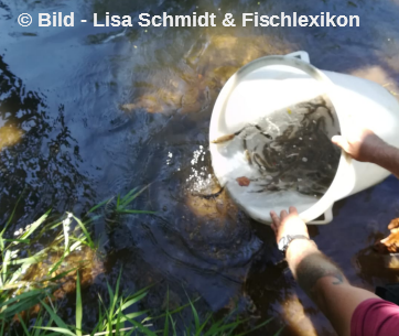 SAC und SAV leisten Beitrag f&uuml;r naturnahen Fischbesatz in der Werra