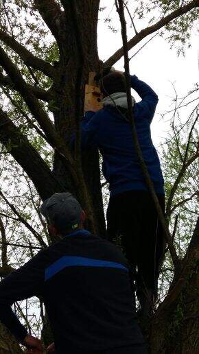 Jugendgruppe h&auml;ngt Nistk&auml;sten auf
